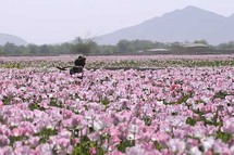 حقل خشخاش في مدينة مرجة