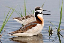 طائر ويلسون الفلروب