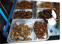 وجبات غذائية مكونة من الحشرات