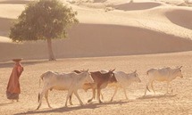 أكد مدير الفاو أن قطاع تربية المواشي يوفر لقمة العيش لنحو مليار شخص
