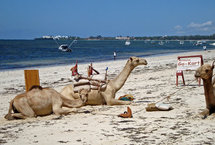 دليل المسافر لركوب الجمال والإفطار مع القردة واحتساء الجعة عند سفوح جبل كليمنجارو