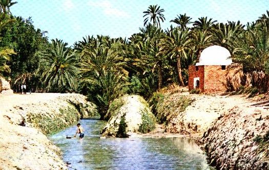 مدينة دوز التونسية التي وقعت فيها الجريمة وتشتهر مع توزر بمزارع ىالنخيل