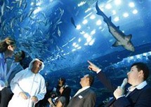 حوض الأكواريوم في مول دبي