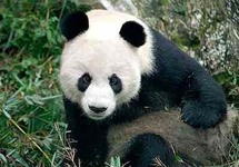 الباندا من الحيوانات المهددة بالانقراض