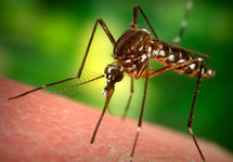  البعوض يتحول الى "حقن مصل طائرة" على يد علماء يابانيون 