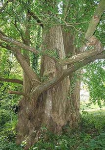 حظيت الشجرة بإجلال وإعجاب اليابانيين جيلا بعد جيل واستقطبت ملايين السياح حظيت الشجرة بإجلال وإعجاب اليابانيين جيلا بعد جيل واستقطبت ملايين السياح