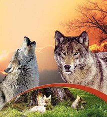 سقوط الستار الحديدي قبل 20 سنة سهل التنقل بين الشرق والغرب للبشر والذئاب