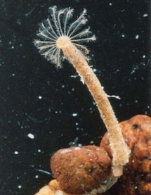 يأمل الباحثون في أن يكون هذا الجين أداة جيدة في أبحاث الخلية الجذعية