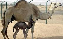 وزع مركز إكثار الإبل بدبي صورا للجمل المستنسخ والى جواره الجمل الذي أحذت خلية منه
