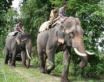 أثرت الاضطرابات بصورة سلبية على السياحة والرحلات الترفهيه التى تعتمد على ركوب الفيلة