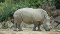 نفوق آخر ذكر من حيوان وحيد القرن الأبيض الشمالي بكينيا