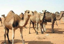 الجمل العربي