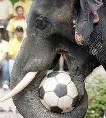فيل يلعب كرة القدم