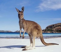 حيوان الكنغر الذي يربيه بعض الاستراليين في حدائق منازلهم