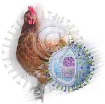 عالم ايطالي يكتشف سر انفلونزا الطيور