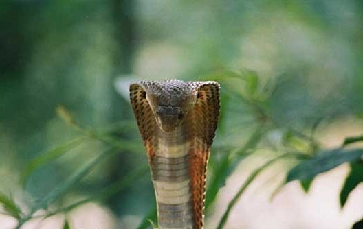 الكوبرا ..افعى منتصبة علبى الدوام