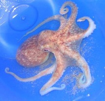 الاخطبوط الشهير باول