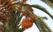 الهدف من تنظيم المهرجان جعل النخيل والتمر رمز لأصالة الماضي ومصدر خير للحاضر وضمان للمستقل