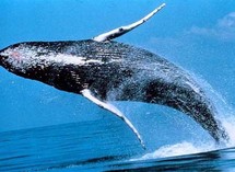 الحوت الأزرق أكبر مخلوق على الأرض