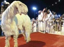 مسابقة ملكة جمال الماعز