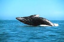 إعادة تسعة حيتان طيارة للمياه بعد هجمة أنتحار جماعي على الشاطئ في نيوزيلندا إعادة تسعة حيتان طيارة للمياه بعد هجمة أنتحار جماعي على الشاطئ في نيوزيلندا