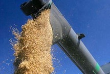 تدخل روسيا في عداد الدول الخمس الرئيسية المصدرة للقمح تدخل روسيا في عداد الدول الخمس الرئيسية المصدرة للقمح