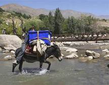 ديموقراطية على ظهور الحمير...900 حمار لنقل صناديق الانتخابات التشريعية في افغانستان ديموقراطية على ظهور الحمير...900 حمار لنقل صناديق الانتخابات التشريعية في افغانستان