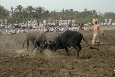 مصارعة الثيران في سلطنة عمان