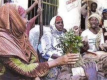 قلة من النساء اللواتي يعشن في الصومال يدمن القات قلة من النساء اللواتي يعشن في الصومال يدمن القات