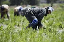 دراسة: تغير المناخ يأتي بتأثير سلبي على "الأرز المعجزة" حامي آسيا من المجاعات 