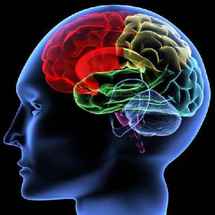 هل يختلف مخ البنين عن دماغ  البنات؟...كتاب ألماني عن تطور الأدمغة و العوامل المؤثرة فيها