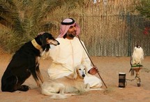 السلوقي واحد من أقدم سلالات الكلاب في العالم ويعود تاريخها إلى 13 ألف عام