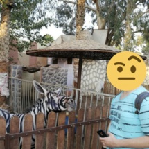 إحالة مصري للنيابة بتهمة "تزوير" حمار وحشي