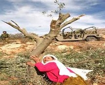 خلال اسبوعين تم اتلاف 500 شجرة زيتون فلسطينية خلال اسبوعين تم اتلاف 500 شجرة زيتون فلسطينية