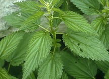 نبات القراص