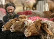 يحدث في المغرب .. موطنون يقترضون  وآخرون يبيعون أثاث المنزل لشراء أضحية العيد