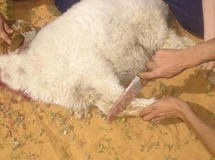وسائل الإعلام الروسية تربت على الخوف من الاسلام وسائل الإعلام الروسية تربت على الخوف من الاسلام
