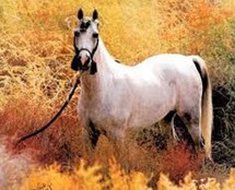 عدد الخيول التي أصبحت بلا مالك يفوق العشرين ألف حصان عدد الخيول التي أصبحت بلا مالك يفوق العشرين ألف حصان