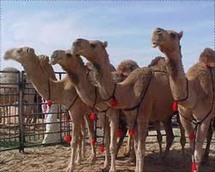 المسابقة تمنح مليون درهم إماراتي جوائز لأكثر 10 نوق تدر حليبا