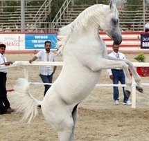 شهدت البطولة مشاركة 110 جياد من 18 دولة