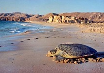 تسير السلاحف بشكل شاعري وخيالي على السواحل العمانية وتختارها مرسى لتضع بيضها
