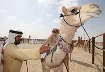 عشرون ألف ناقة اجتمعت في أبوظبي للمنافسة على تاج ملكة الجمال