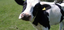 اكتشاف أول حالة إصابة بجنون البقر في مزرعة بريطانية منذ 2015