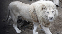 حكومة جنوب افريقيا تقرر  بيع أسد أبيض نادر بالمزاد العلني