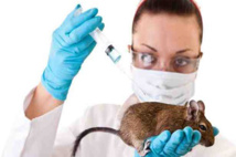 صحيفة: 740 ألف حيوان فقد حياته من أجل البحث العلمي العام الماضي صحيفة: 740 ألف حيوان فقد حياته من أجل البحث العلمي العام الماضي