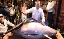 بيع سمكة تونة ضخمة مقابل 1ر3 مليون دولار في سوق السمك الجديد باليابان