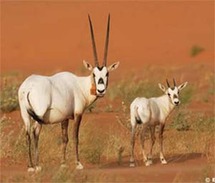 حيوان المها العربي حيوان المها العربي