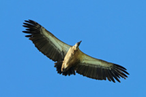 مخاطر جديدة تتهدد النسور بيضاء في معركتها من أجل البقاء مخاطر جديدة تتهدد النسور بيضاء في معركتها من أجل البقاء