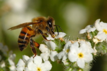 باحثون: النحل يستطيع تعلم عملية الجمع والطرح الحسابية
