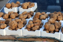 بدء موسم جنى الكمأ... الوجبة الرئيسية في معظم أنحاء العراق بدء موسم جنى الكمأ... الوجبة الرئيسية في معظم أنحاء العراق